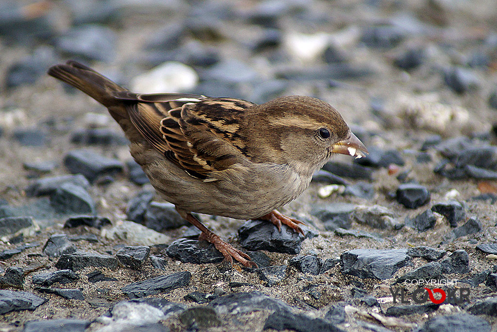 Serçe, Sparrow 3