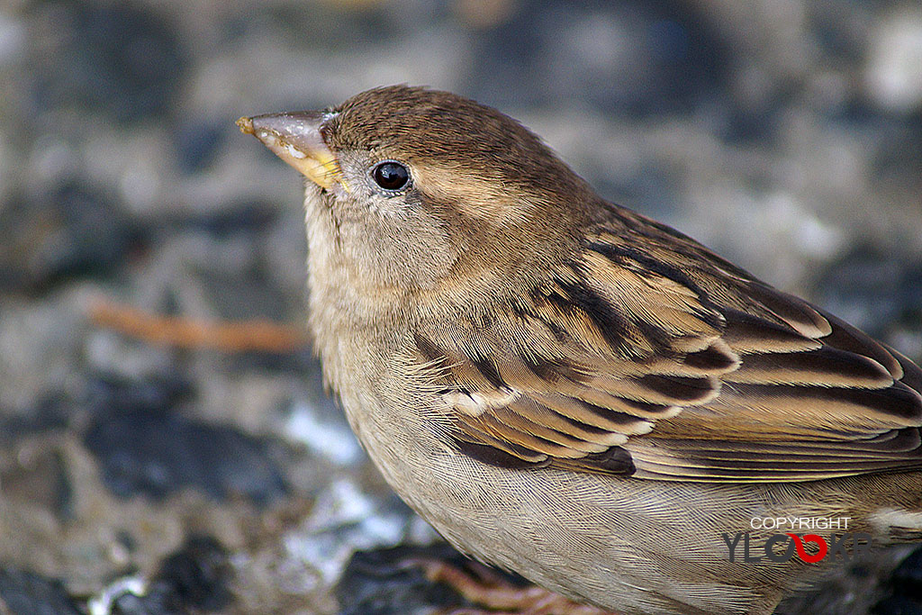 Serçe, Sparrow 5