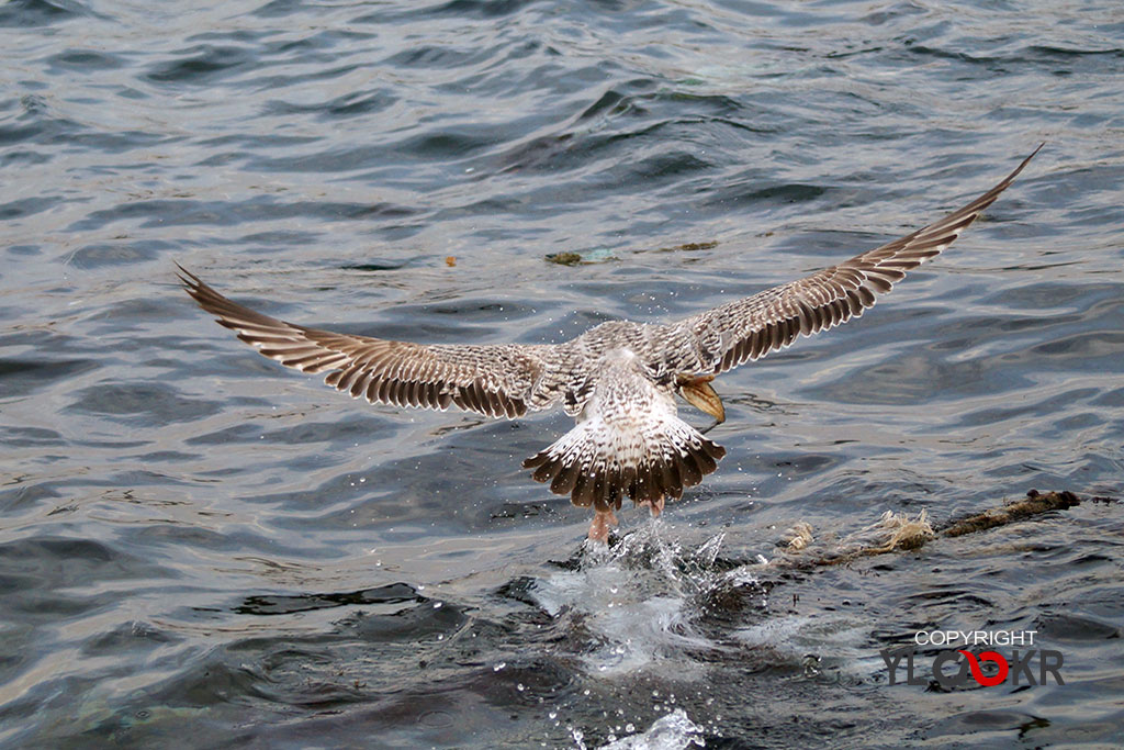 Animals Photography, Martı, Gull, Seagull 1