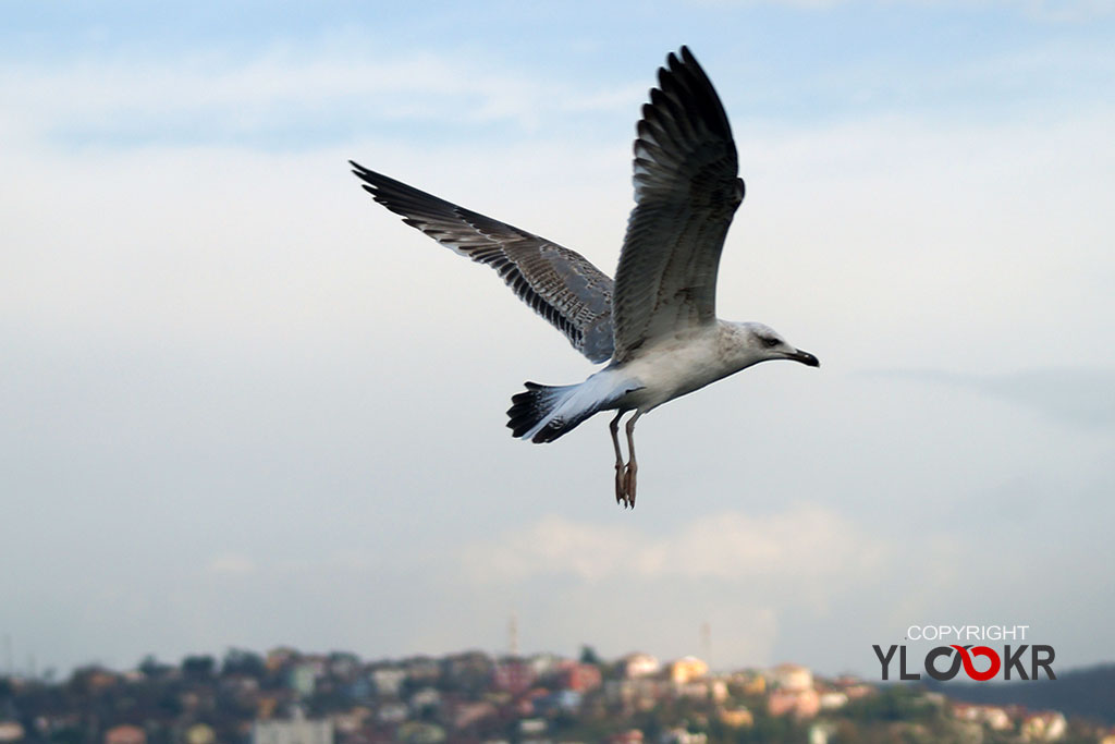 Animals Photography, Martı, Gull, Seagull 2