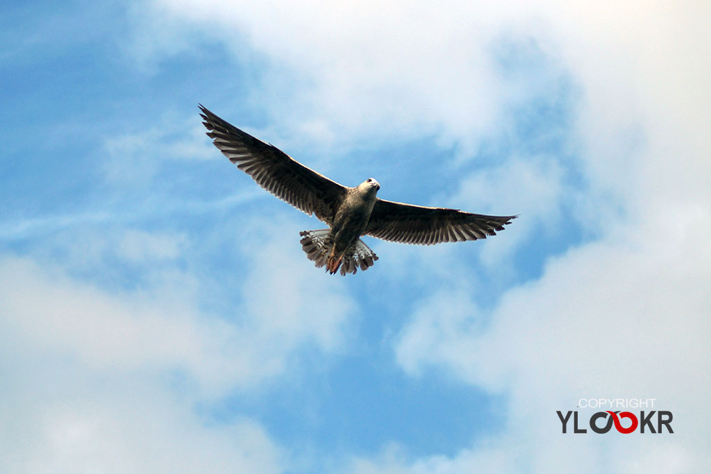 Animals Photography, Martı, Gull, Seagull 3