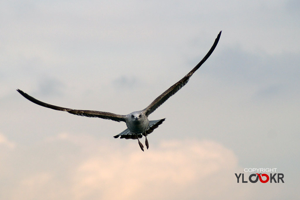 Animals Photography, Martı, Gull, Seagull 4