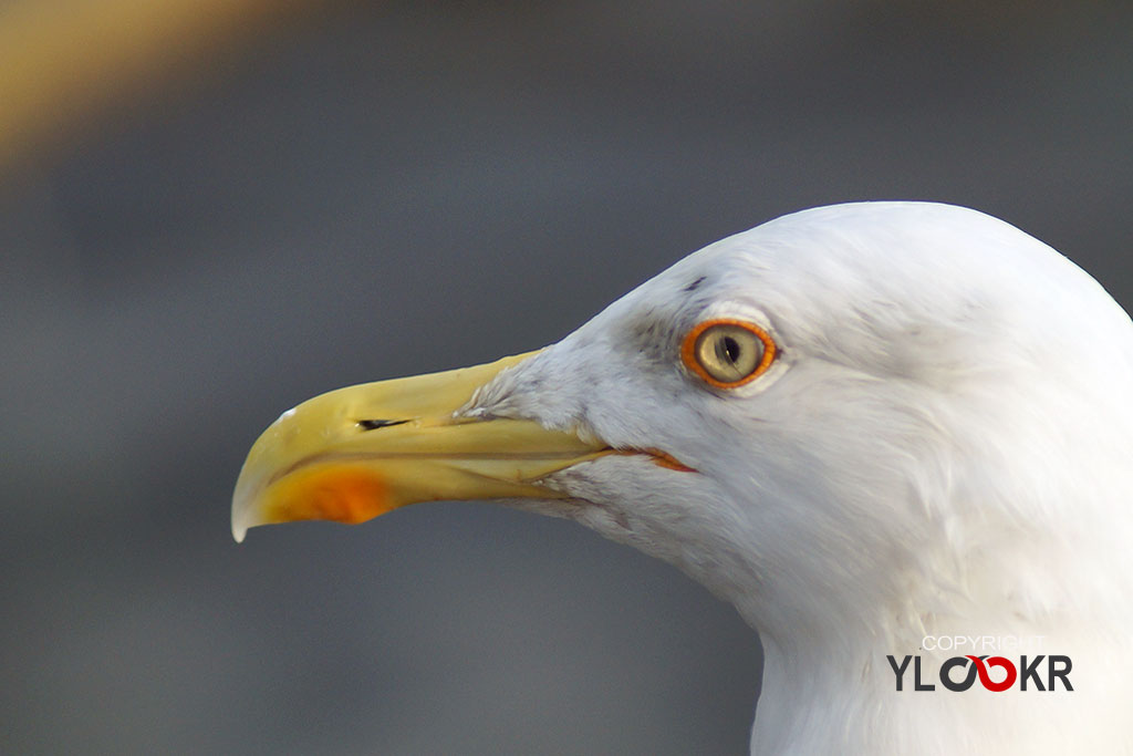 Animals Photography, Martı, Gull, Seagull 6