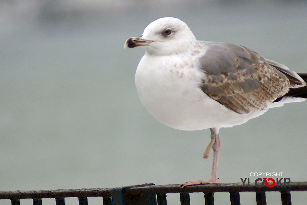 Martı, Gull, Seagull, Yaralı Martı 1