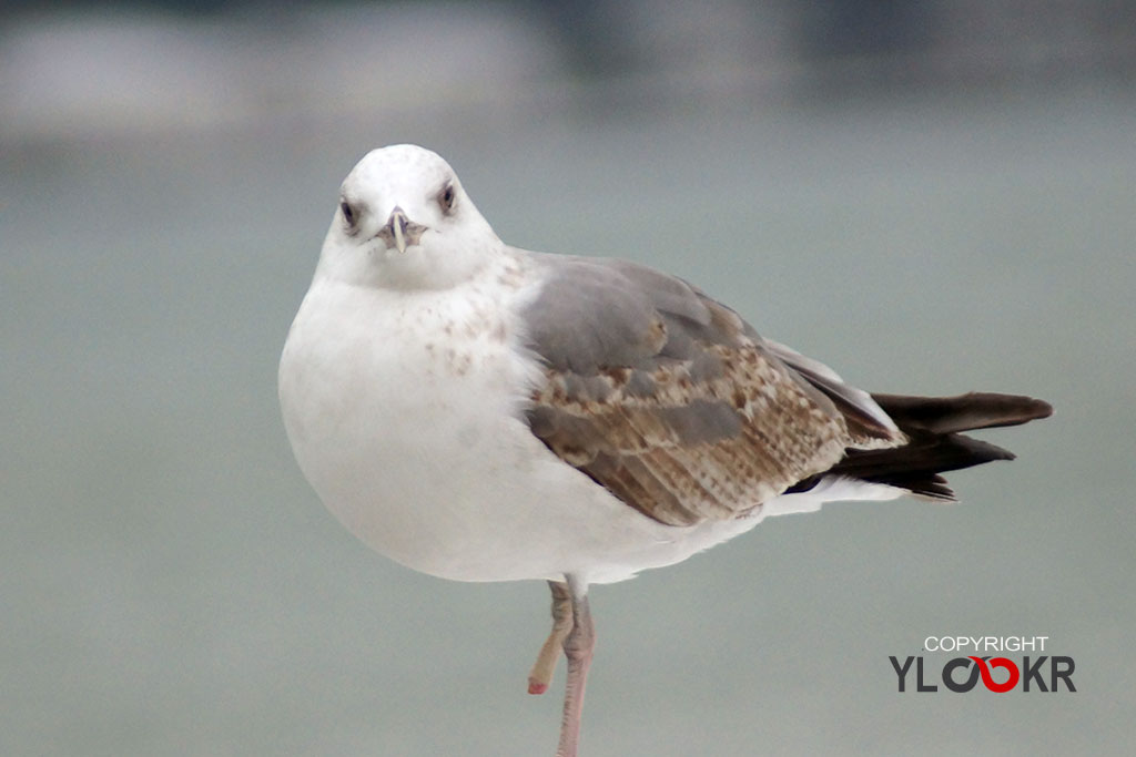 Martı, Gull, Seagull, Yaralı Martı 2