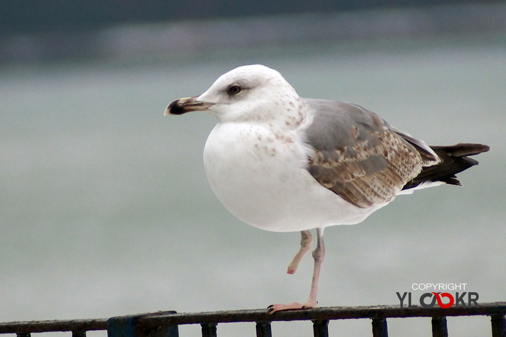 Martı, Gull, Seagull, Yaralı Martı 5