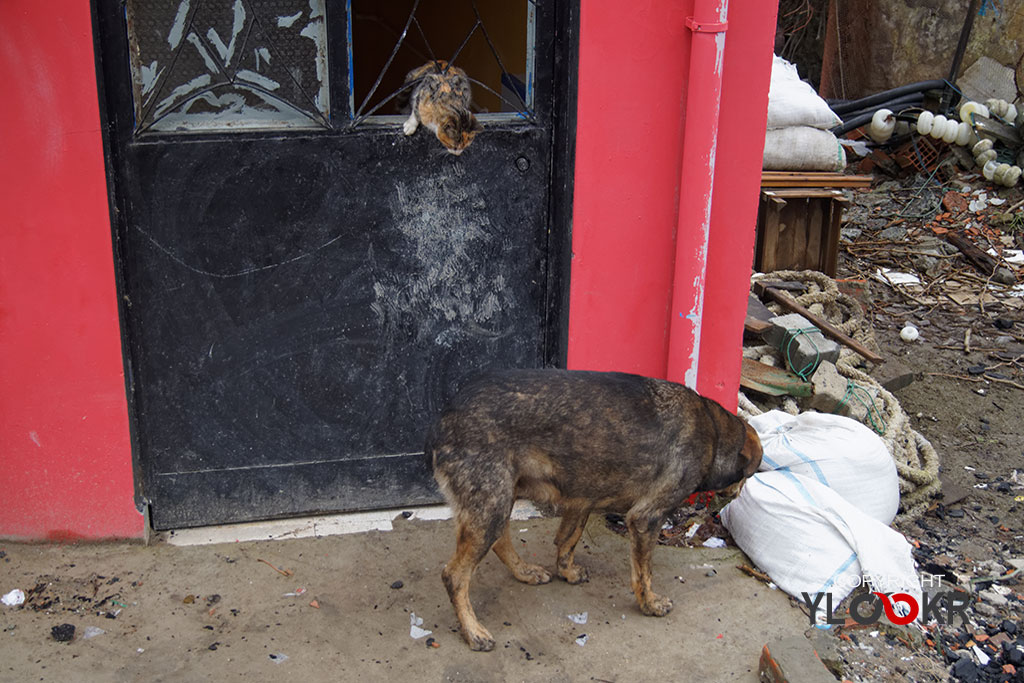 Kedi, Köpek, Cat, Dog; İstanbul; Sarıyer; Garipçeköy 2