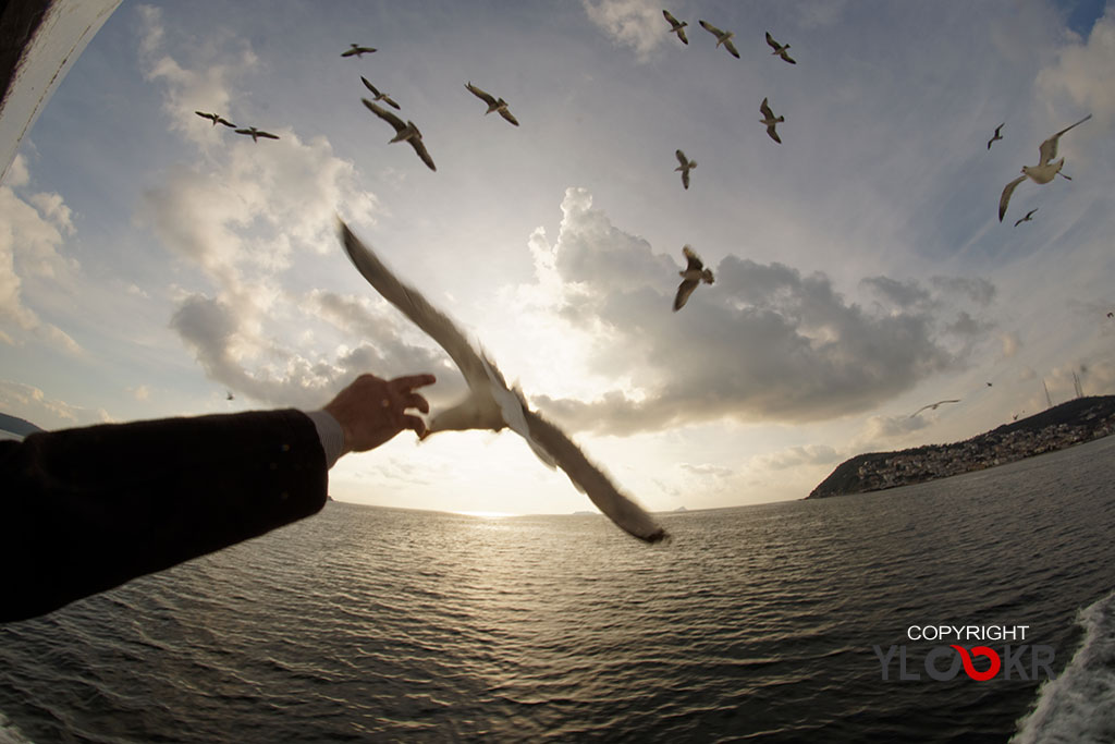 Martı, Ada Vapuru, Simit, Gull, Seagull 1