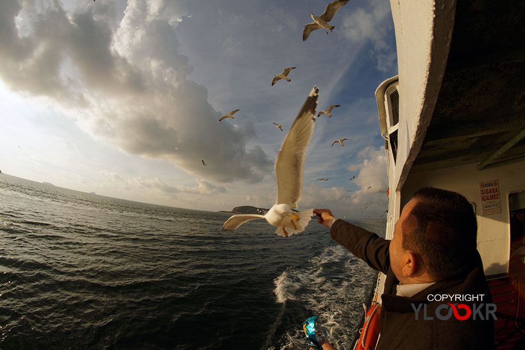 Martı, Ada Vapuru, Simit, Gull, Seagull 2