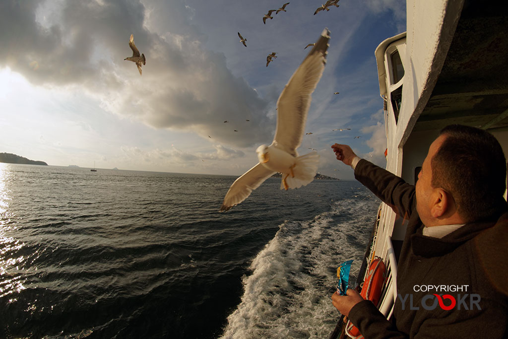 Martı, Ada Vapuru, Simit, Gull, Seagull 3