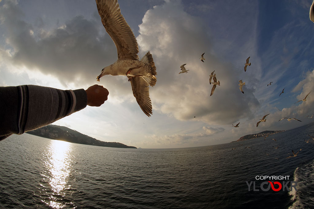 Martı, Ada Vapuru, Simit, Gull, Seagull 4