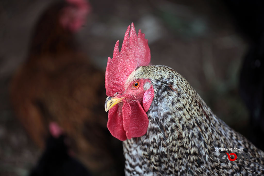 Horoz, cock, rooster, chanticleer; İstanbul; Sarıyer; Kısırkaya 1