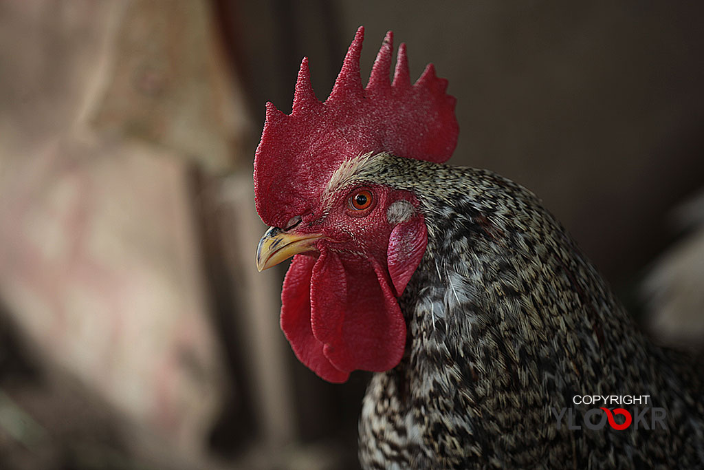 Horoz, cock, rooster, chanticleer; İstanbul; Sarıyer; Kısırkaya 3