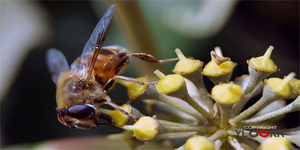 Macro Photography - Arı; Böcek