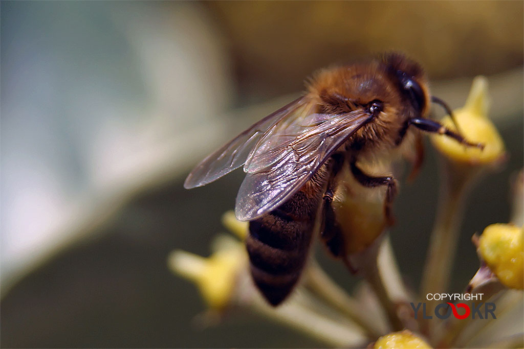Arı, Wasp, Bee, Makro Fotoğraf, Macro Photography 27