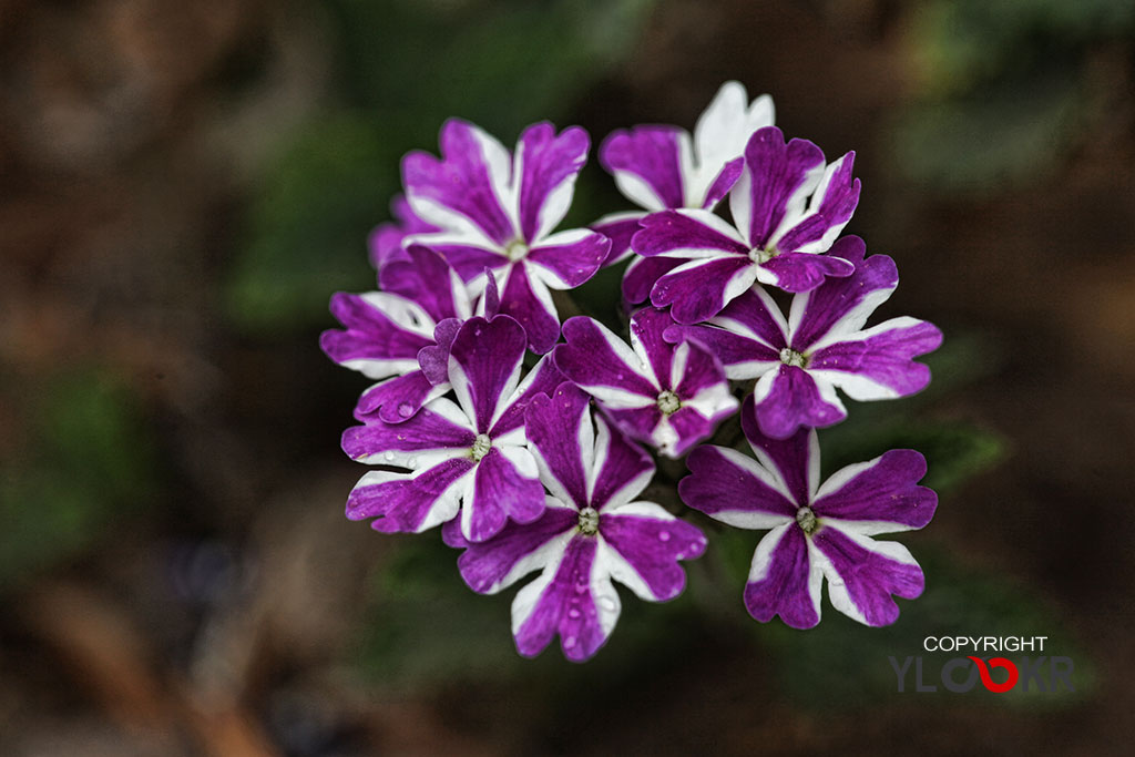 Macro Photography; Makro Fotoğraf; Makro Çiçek Fotoğrafı 10