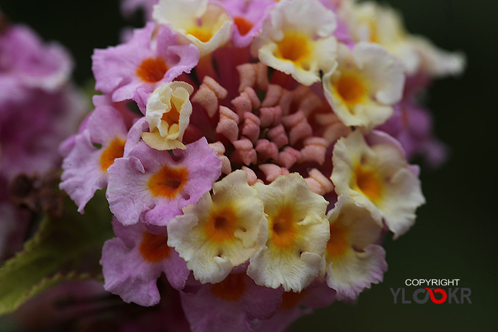 Macro Photography, Makro Fotoğraf, Bodrum Çiçeği, Çiçek Fotoğrafı 1