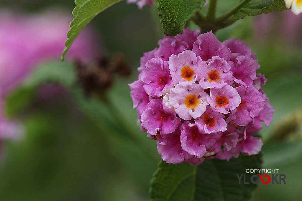 Macro Photography, Makro Fotoğraf, Bodrum Çiçeği, Çiçek Fotoğrafı 2