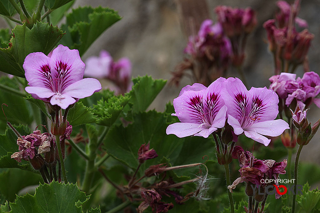 Macro Photography, Makro Fotoğraf, Bodrum Çiçeği, Çiçek Fotoğrafı 3