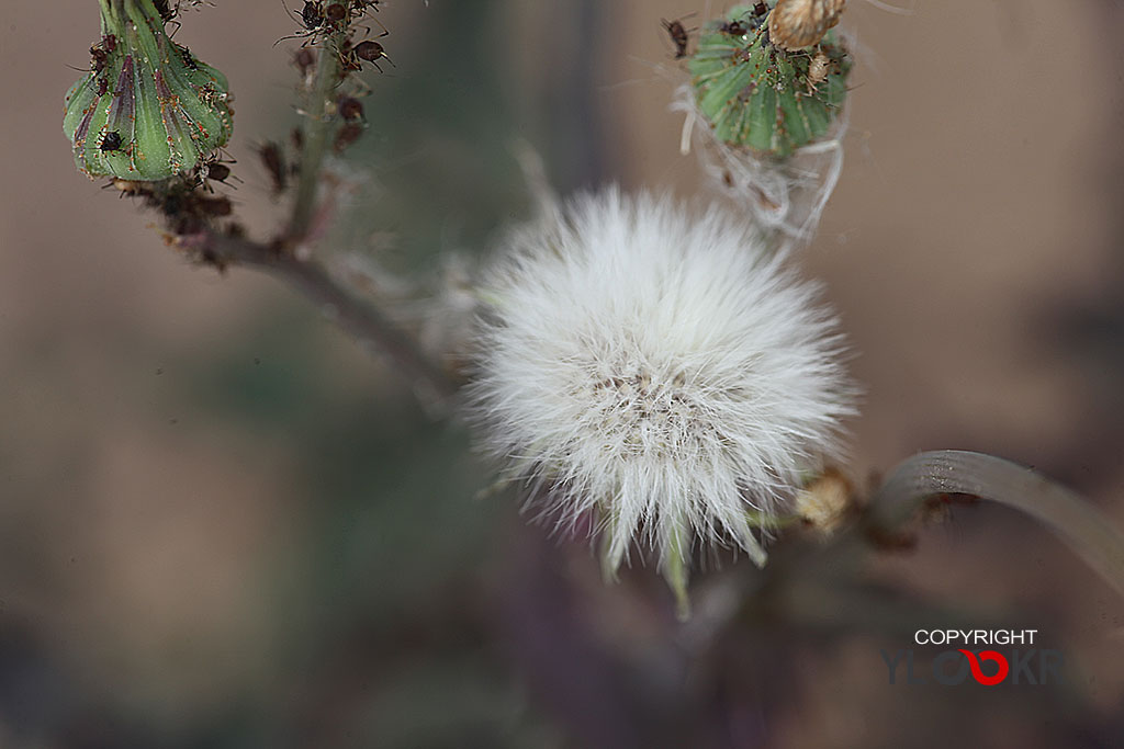 Macro Photography, Makro Fotoğraf, Bodrum Çiçeği, Çiçek Fotoğrafı 5