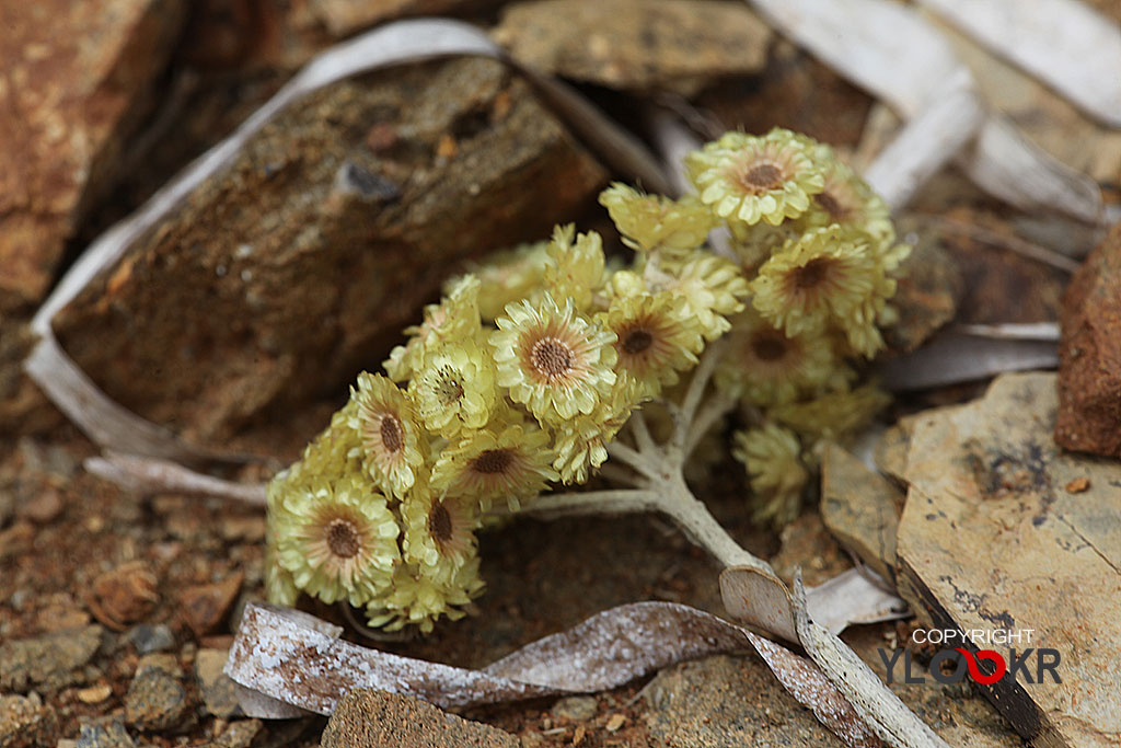 Macro Photography, Makro Fotoğraf, Bodrum Çiçeği, Çiçek Fotoğrafı 6