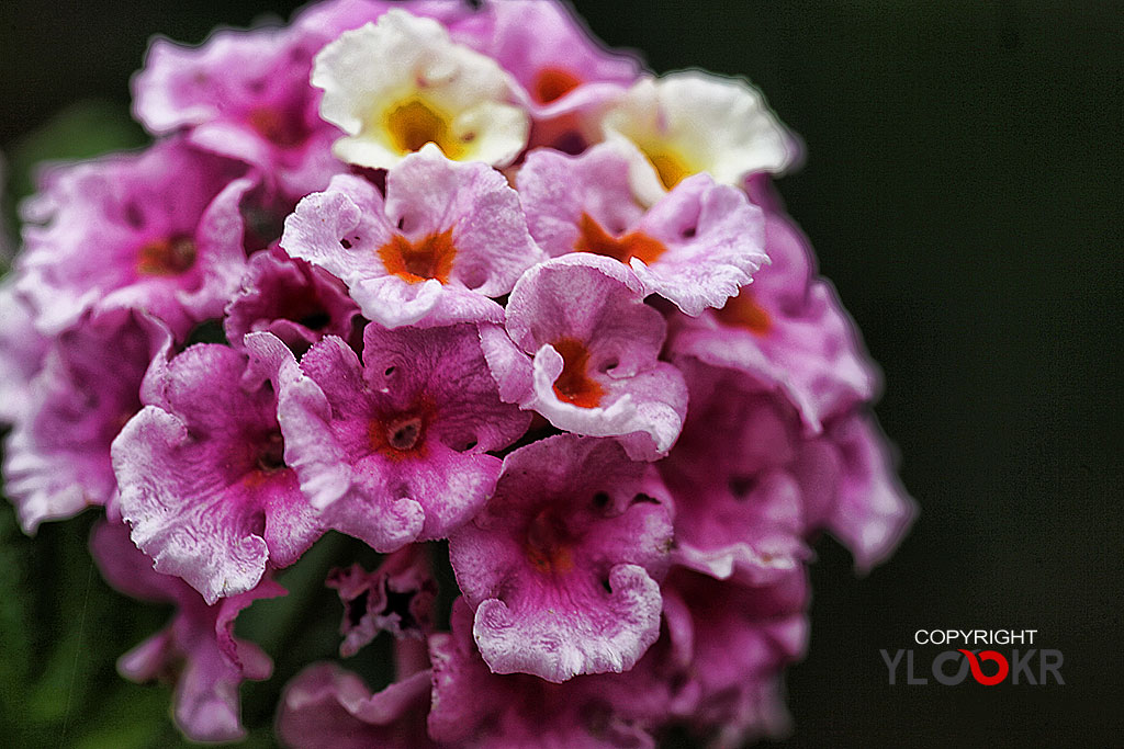 Macro Photography, Makro Fotoğraf, Bodrum Çiçeği, Çiçek Fotoğrafı 9