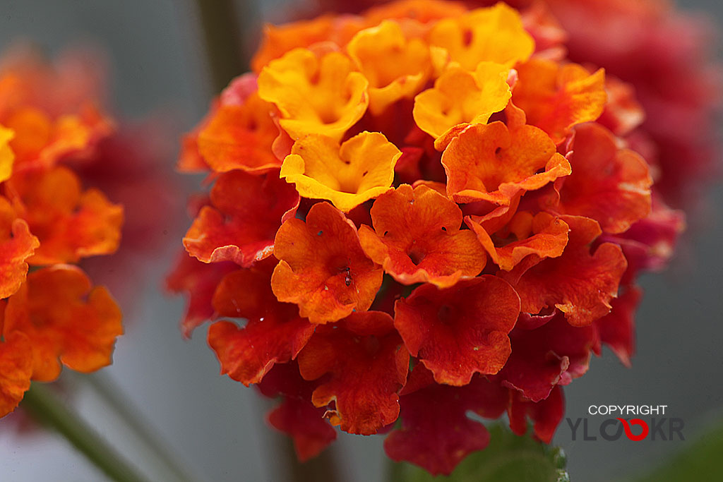 Macro Photography, Makro Fotoğraf, Bodrum Çiçeği, Çiçek Fotoğrafı 10