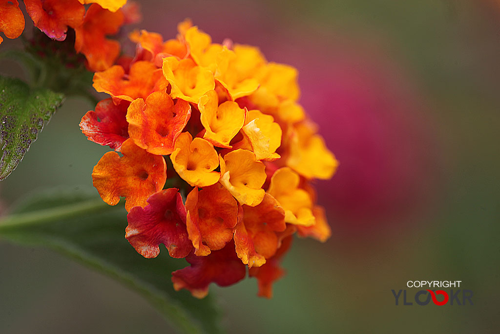Macro Photography, Makro Fotoğraf, Bodrum Çiçeği, Çiçek Fotoğrafı 1