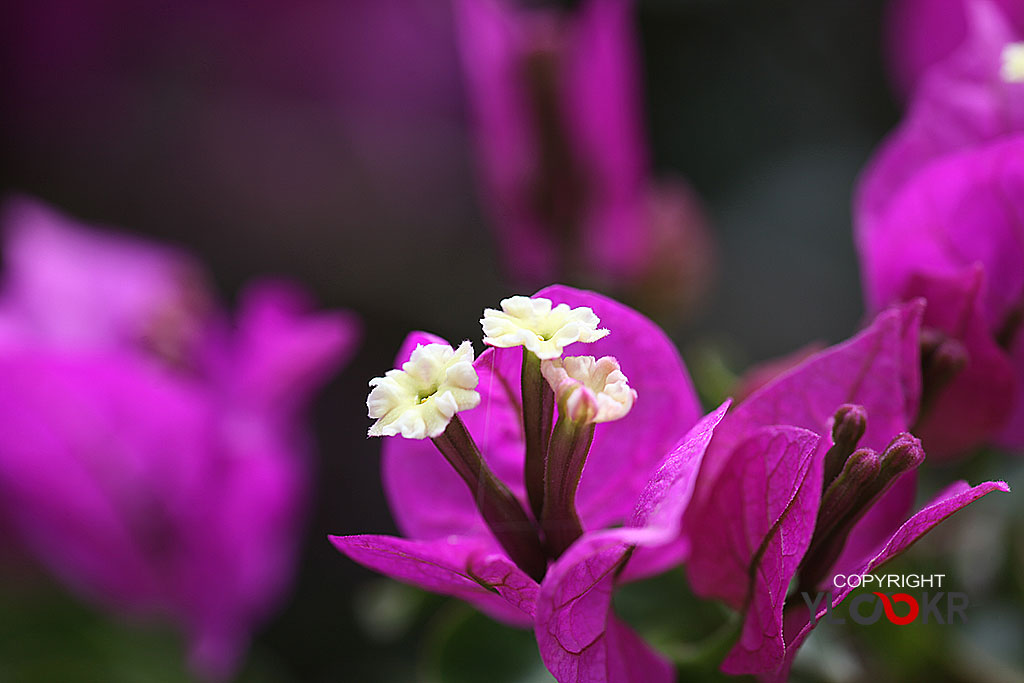 Macro Photography, Makro Fotoğraf, Bodrum Çiçeği, Çiçek Fotoğrafı 3