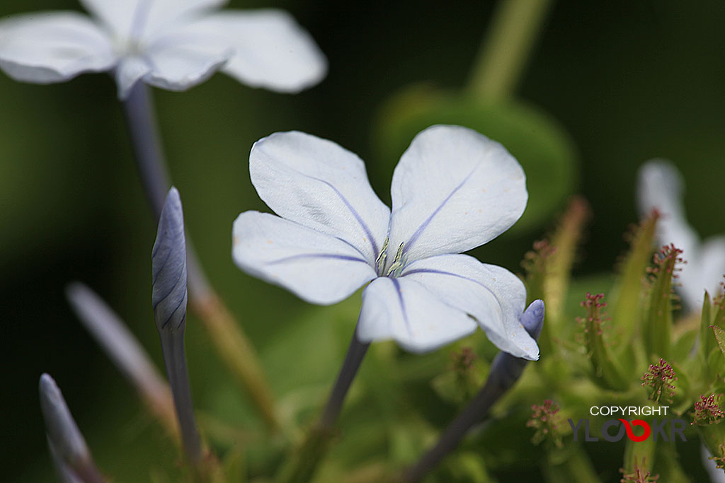 Macro Photography, Makro Fotoğraf, Bodrum Çiçeği, Çiçek Fotoğrafı 4