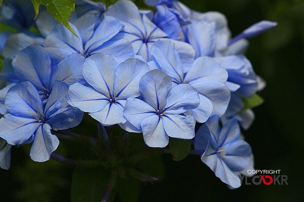 Macro Photography, Makro Fotoğraf, Bodrum Çiçeği, Çiçek Fotoğrafı 5