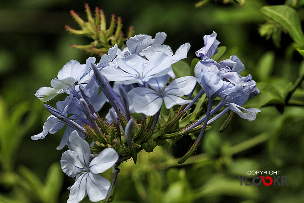 Macro Photography, Makro Fotoğraf, Bodrum Çiçeği, Çiçek Fotoğrafı 6