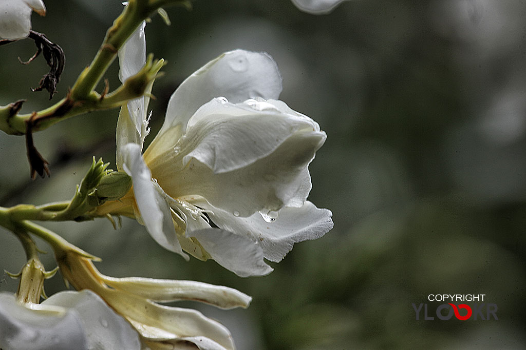 Macro Photography, Makro Fotoğraf, Bodrum Çiçeği, Çiçek Fotoğrafı 7