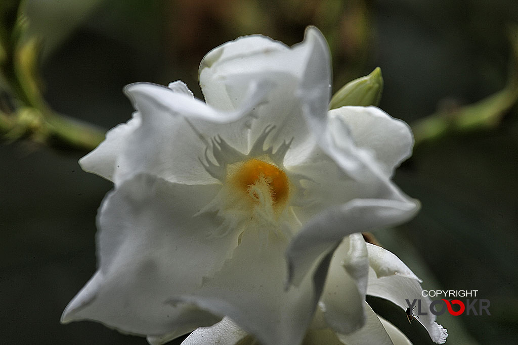 Macro Photography, Makro Fotoğraf, Bodrum Çiçeği, Çiçek Fotoğrafı 8