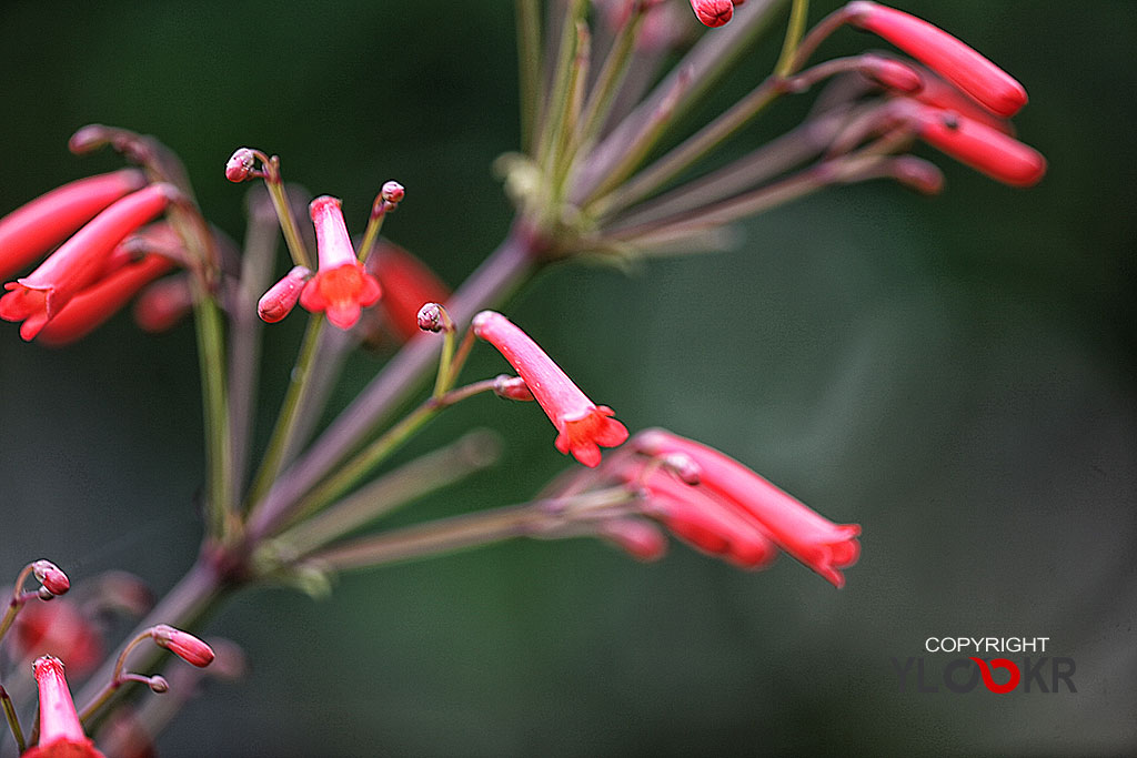 Makro Fotoğraf; Macro Photography; Macro, Makro, Çiçek, Bodrum, Gümüşlük, Canon EF 180mm f/3.5L Macro USM lens, 03 Haziran 2014 6