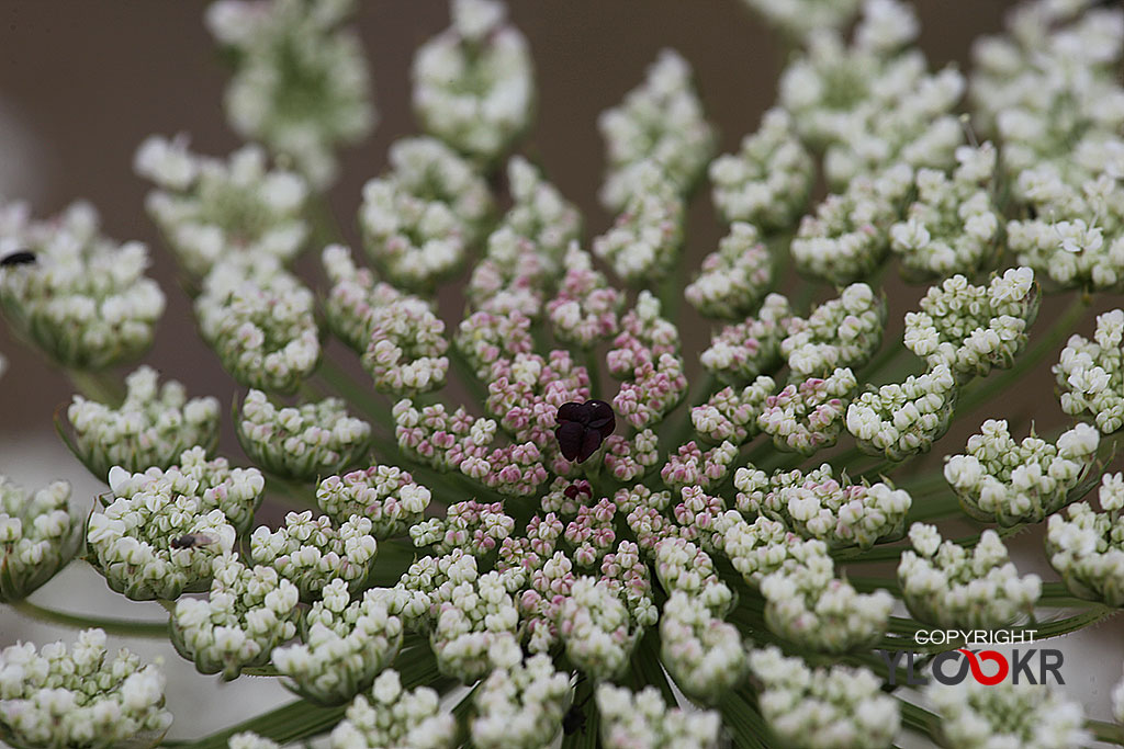 Makro Fotoğraf; Macro Photography; Macro, Makro, Çiçek, Bodrum, Gümüşlük, Canon EF 180mm f/3.5L Macro USM lens, 03 Haziran 2014 7