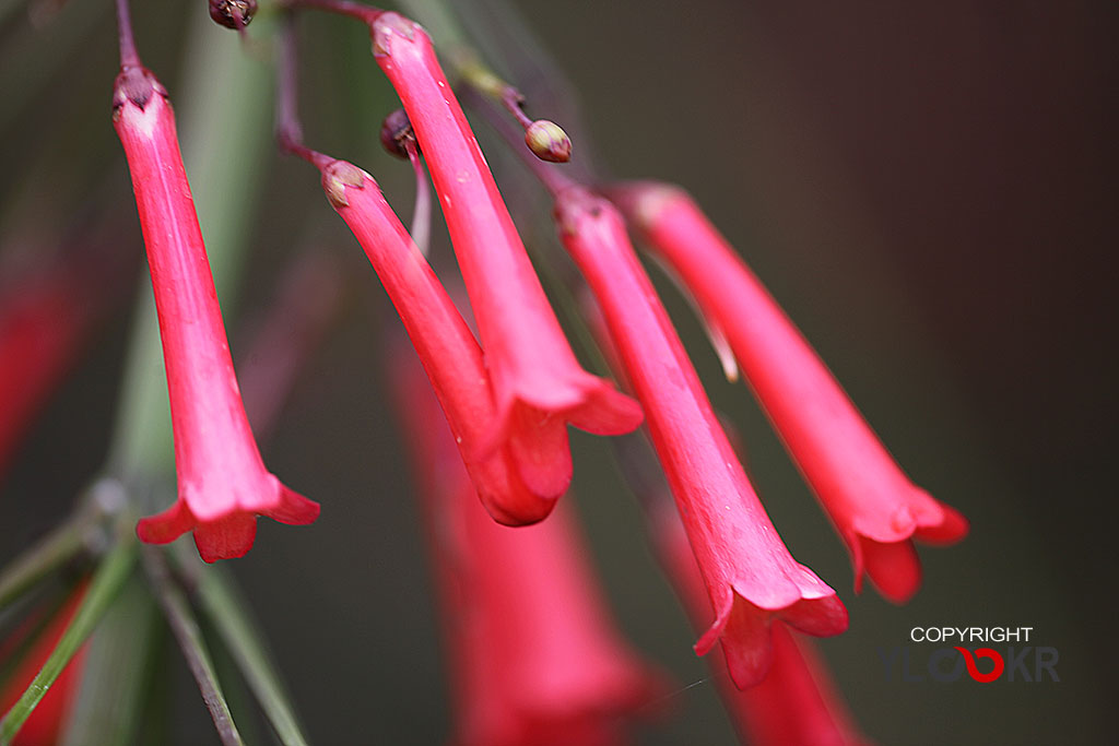 Makro Fotoğraf; Macro Photography; Macro, Makro, Çiçek, Bodrum, Gümüşlük, Canon EF 180mm f/3.5L Macro USM lens, 03 Haziran 2014 8