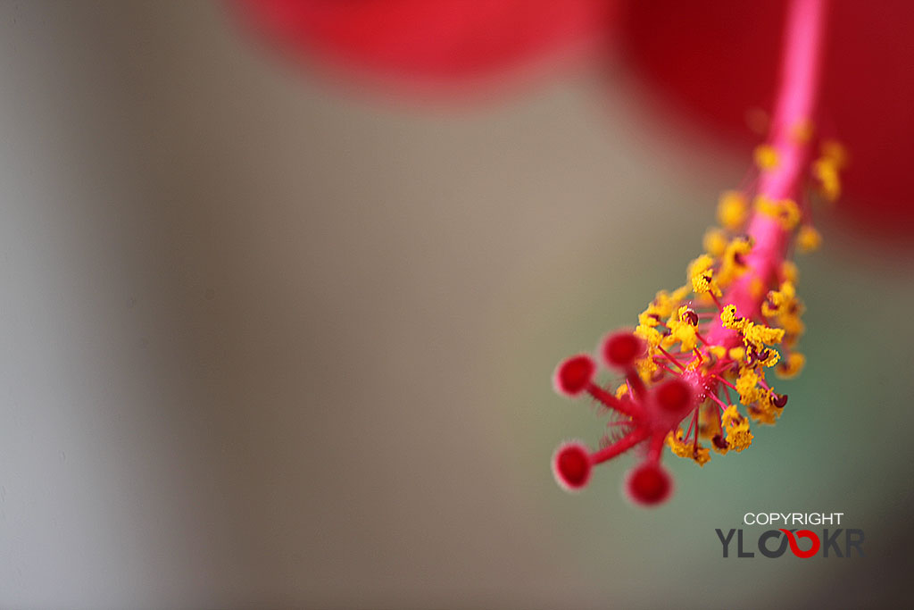 Makro Fotoğraf; Macro Photography; Macro, Makro, Çiçek, Bodrum, Gümüşlük, Canon EF 180mm f/3.5L Macro USM lens, 03 Haziran 2014 9