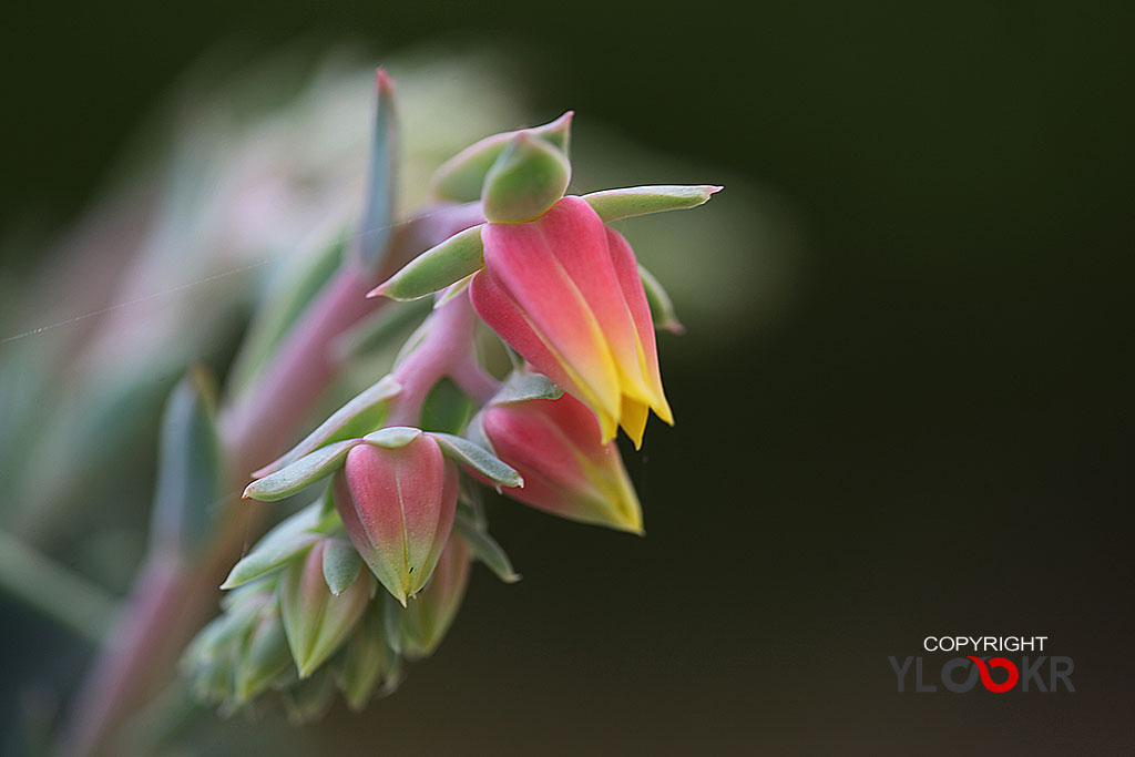 Macro Photography; Makro Fotoğraf; Makro Çiçek Fotoğrafı 4