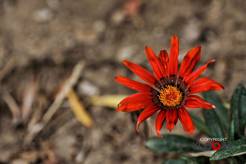 Macro Photography; Makro Fotoğraf; Makro Çiçek Fotoğrafı 6