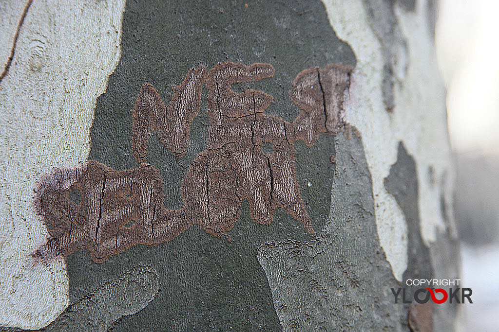 Barc, Macro, Makro, Kabuk, Ağaç Kabuğu, İstanbul, Dolmabahçe, Canon EF 180mm f/3.5L Macro USM lens, 01 Şubat 2013 3