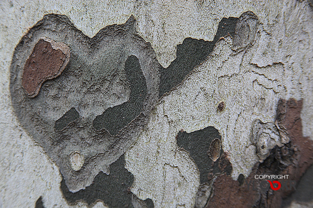 Barc, Macro, Makro, Kabuk, Ağaç Kabuğu, İstanbul, Dolmabahçe, Canon EF 180mm f/3.5L Macro USM lens, 01 Şubat 2013 9