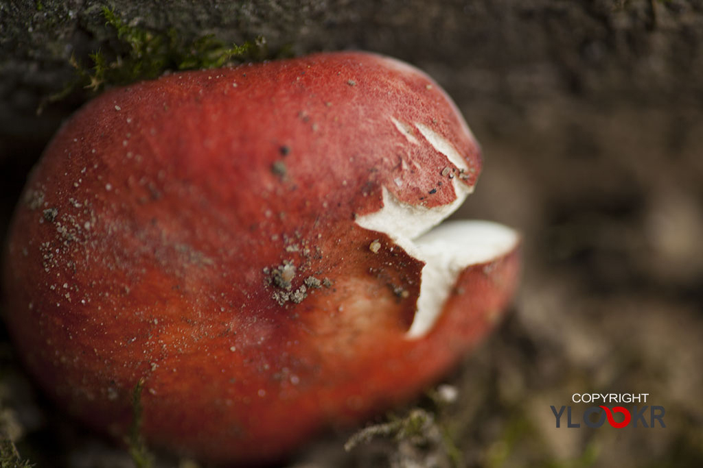 Mantar; Fungus; İstanbul; Belgrad Ormanı 1