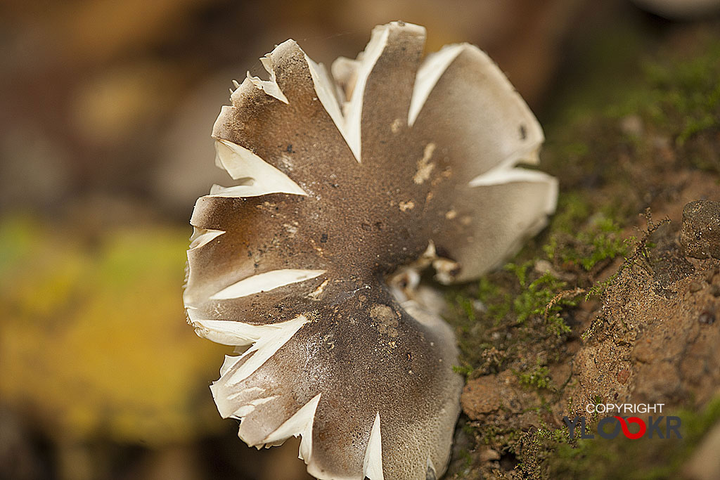 Mantar; Fungus; İstanbul; Belgrad Ormanı 11