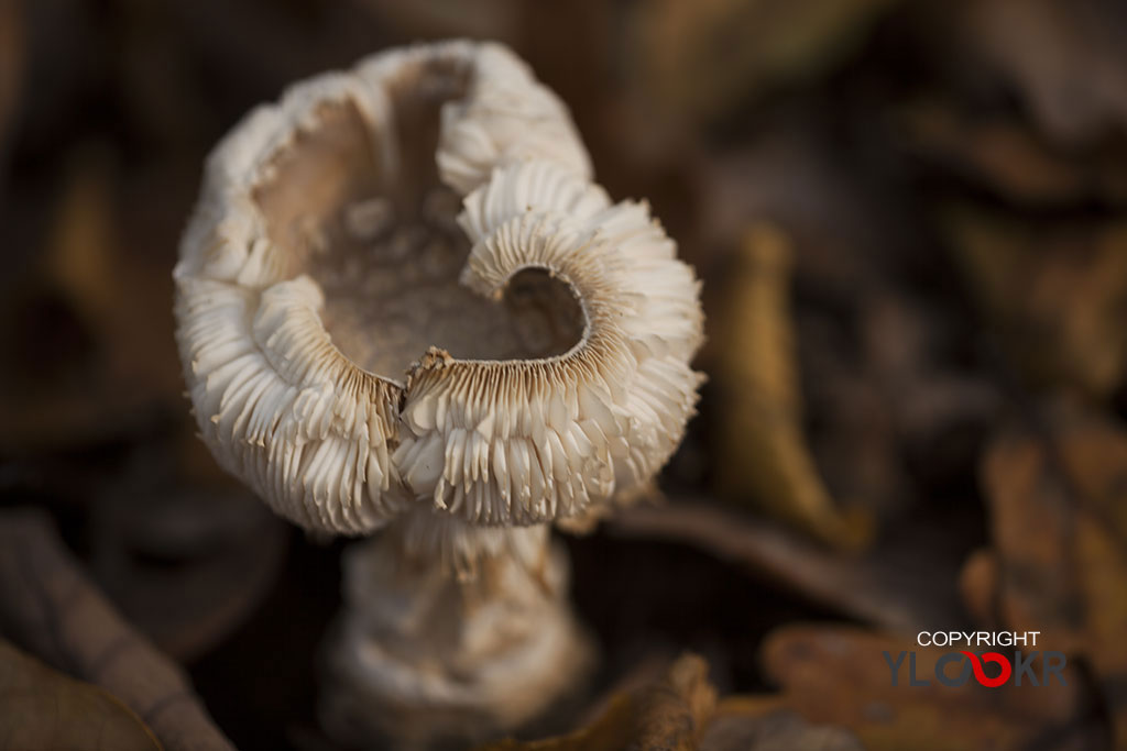 Mantar; Fungus; İstanbul; Belgrad Ormanı 3