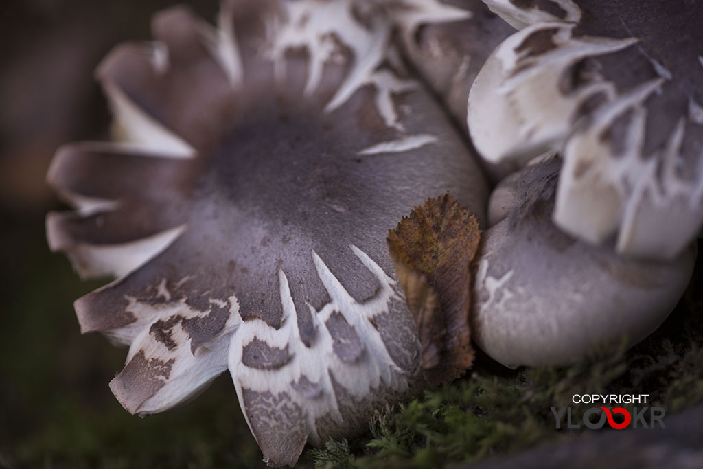 Mantar; Fungus; İstanbul; Belgrad Ormanı 4