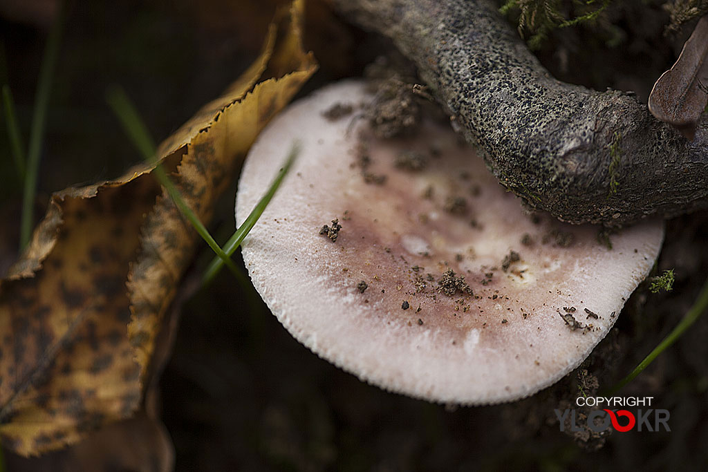 Mantar; Fungus; İstanbul; Belgrad Ormanı 5