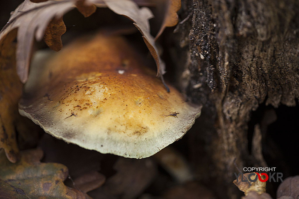 Mantar; Fungus; İstanbul; Belgrad Ormanı 6