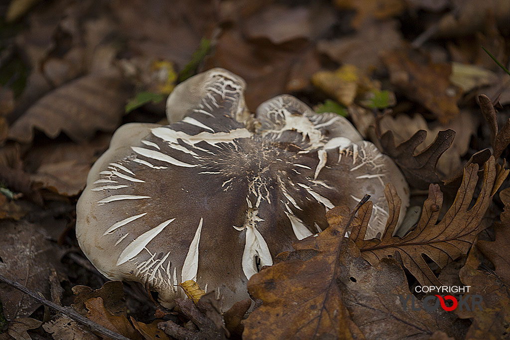 Mantar; Fungus; İstanbul; Belgrad Ormanı 8