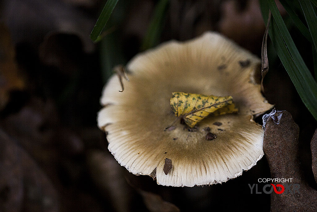 Mantar; Fungus; İstanbul; Belgrad Ormanı 9